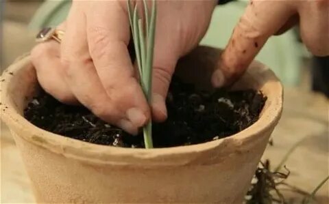 Укорененные черенки гвоздики