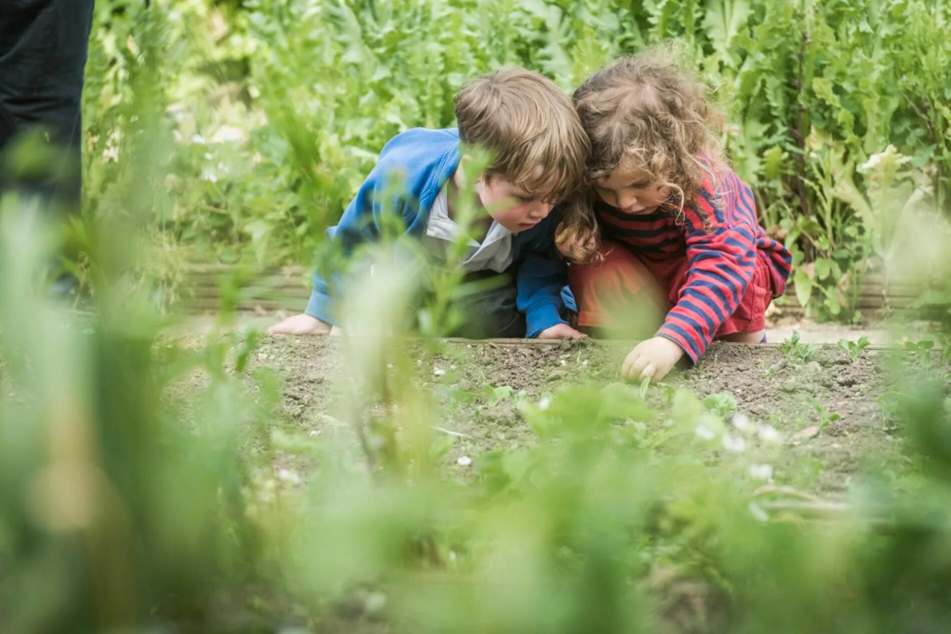 Children natural. Дети и природа. Лето дети природа. Дети на экскурсии на природе. Дети и природа вертикально.