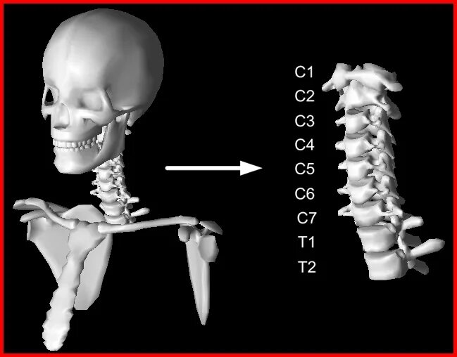 Шейный отдел кости скелета