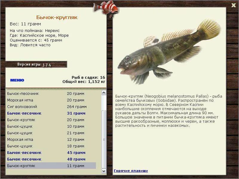 Цуцик болонка. Цуцик замерз. Цуцик замерз. Кто такой цуцик. Вид рыб цуцик.