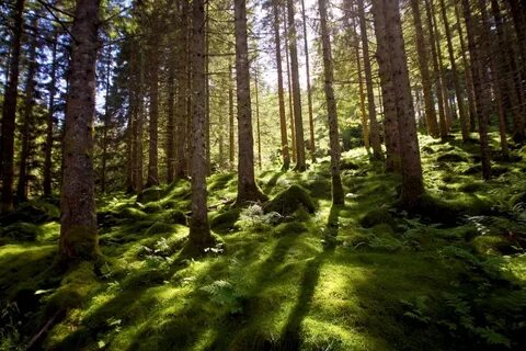 Хвойные леса европы
