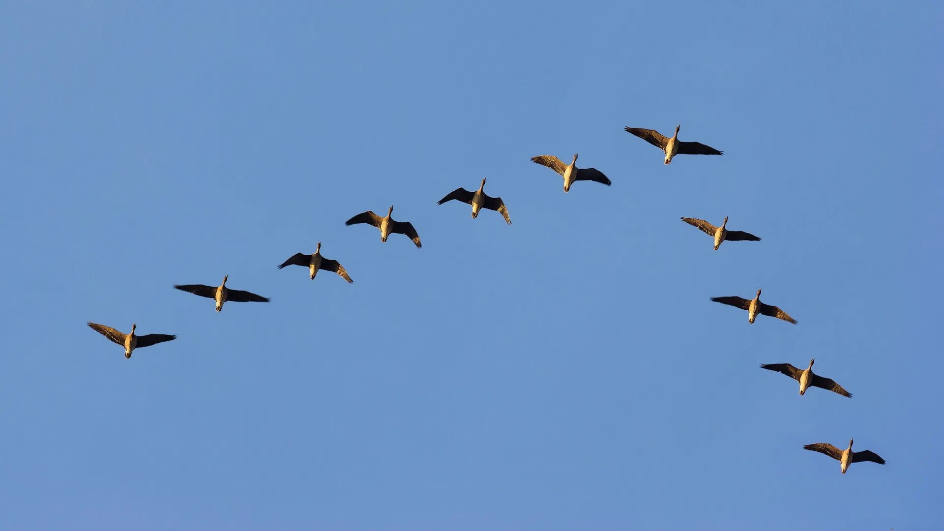 Стая птиц. Птицы улетают на юг. Птицы улетают на юг. Перелетные птицы клин косяк. Перелет в теплые края.