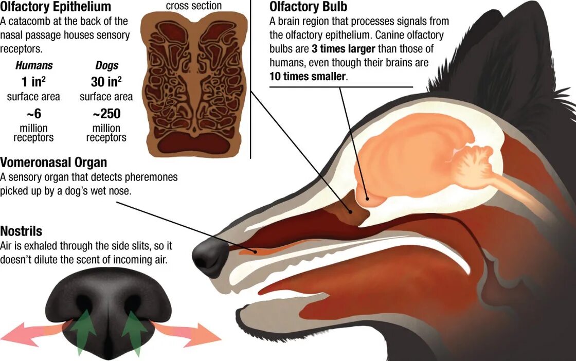 Вомероназальный орган у собак. Анатомия носа собаки. Строение носа собаки. Собачий нос анатомия. Слезная железа у собак