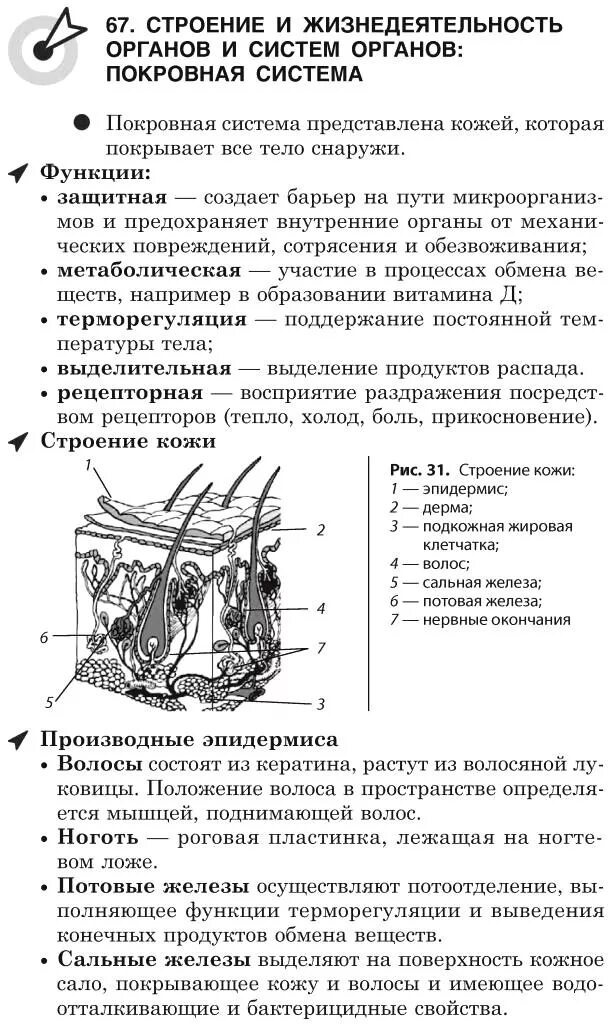 Строение и жизнедеятельность органов и систем органов. Строение системы покровных органов. Покровная система человека таблица. Покровная система человека строение и функции таблица. Строение покровной системы животных.