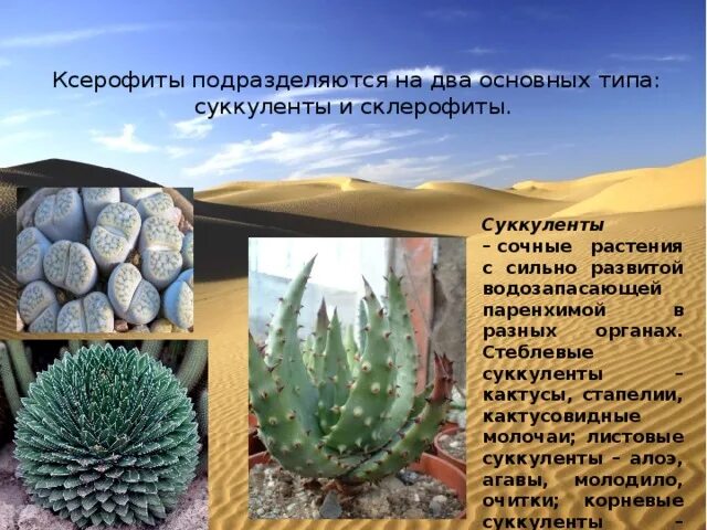 Ксерофиты Суккуленты и склерофиты. Ксерофит суккулент. Склерофиты и ксерофиты. Алоэ ксерофит. Экологическая группа ксерофиты