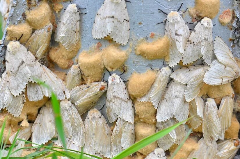 Китайский шелк и тутовый шелкопряд. Личинки шелкопряда жареные. Кладка яиц непарного шелкопряда. Едят ли шелкопряда. Личинка тутового шелкопряда.