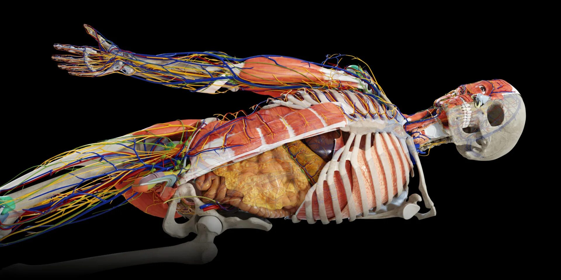 Анатомия человека внутренние органы 3д атлас. Анатомический атлас человека 3д. Anatomy Learning 3d анатомический атлас. Anatomy 3d мышцы.