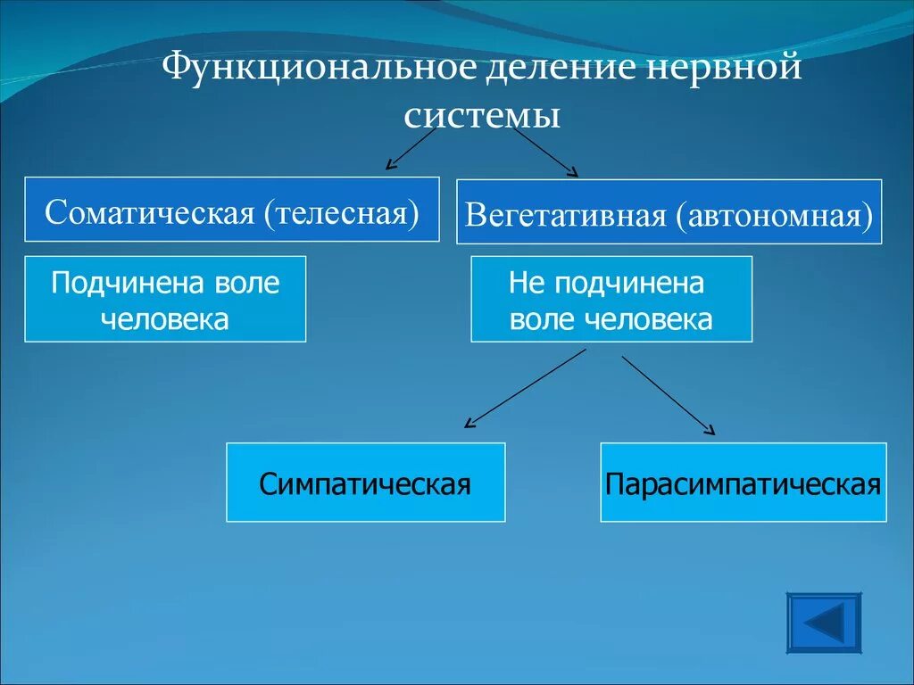 Функциональное строение нервной системы. Нервная система делится на. Нервная система делится н. На какие отделы делится нервная система. Нервная система делится на центральную и