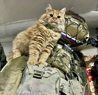 Кот боец