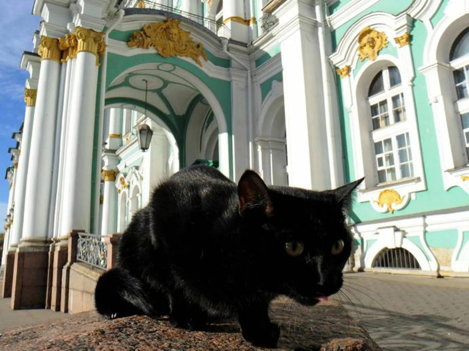Эрмитаж коты. Эрмитажные коты. эрмитаж с эрмитажным котом. эрмитажный кот сигизмунд. эрмитажные коты (коты).