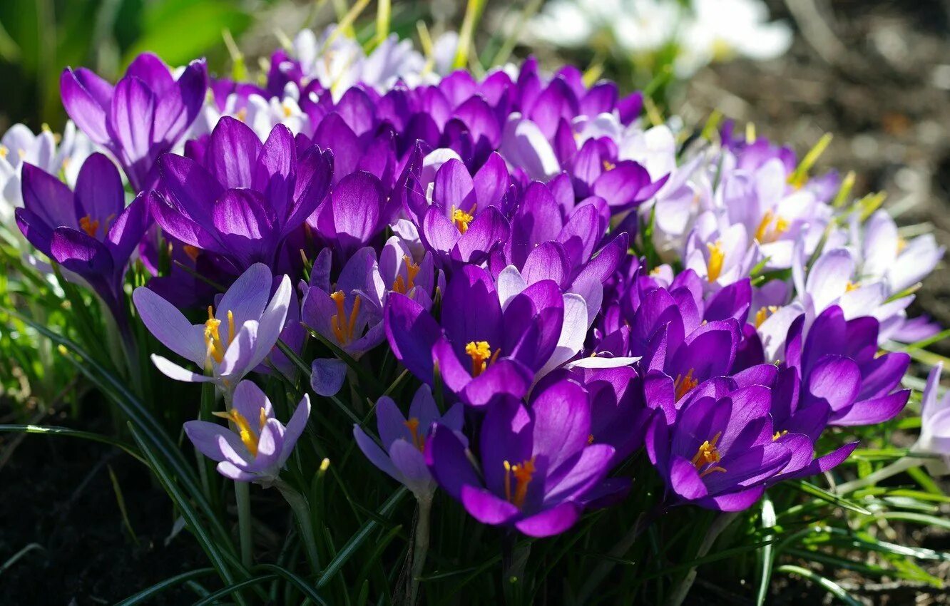 Крокос. Цветы крокусы первоцветы. Весенние цветы первоцветы Крокус. Крокус фиолетовый первоцвет. Весенние первоцветы крокусы.