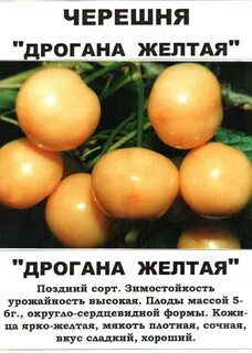Желтая черешня сорта отзывы