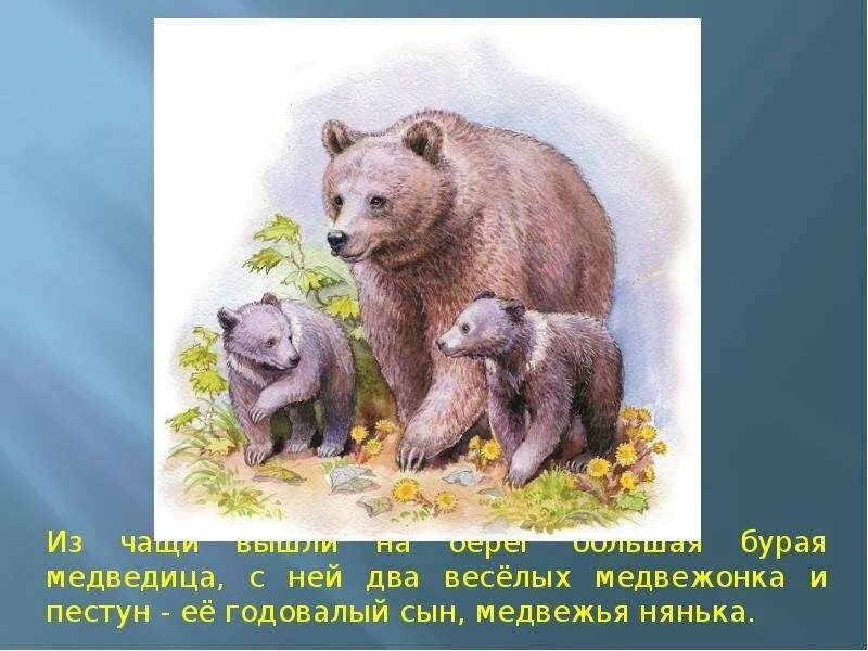 Рассказ купание медвежат. Виталий бианки медвежата. рассказ бианки купание медвежат. бианки медвежонок. пересказ бианки купание медвежат.