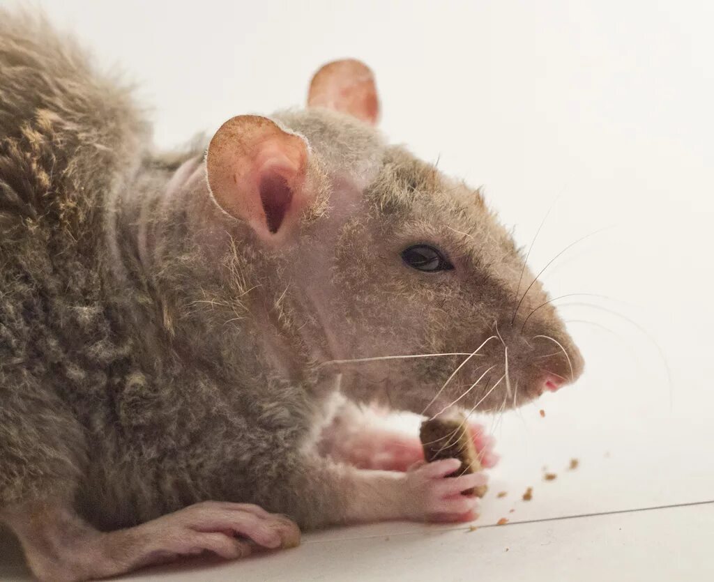 больная крыса