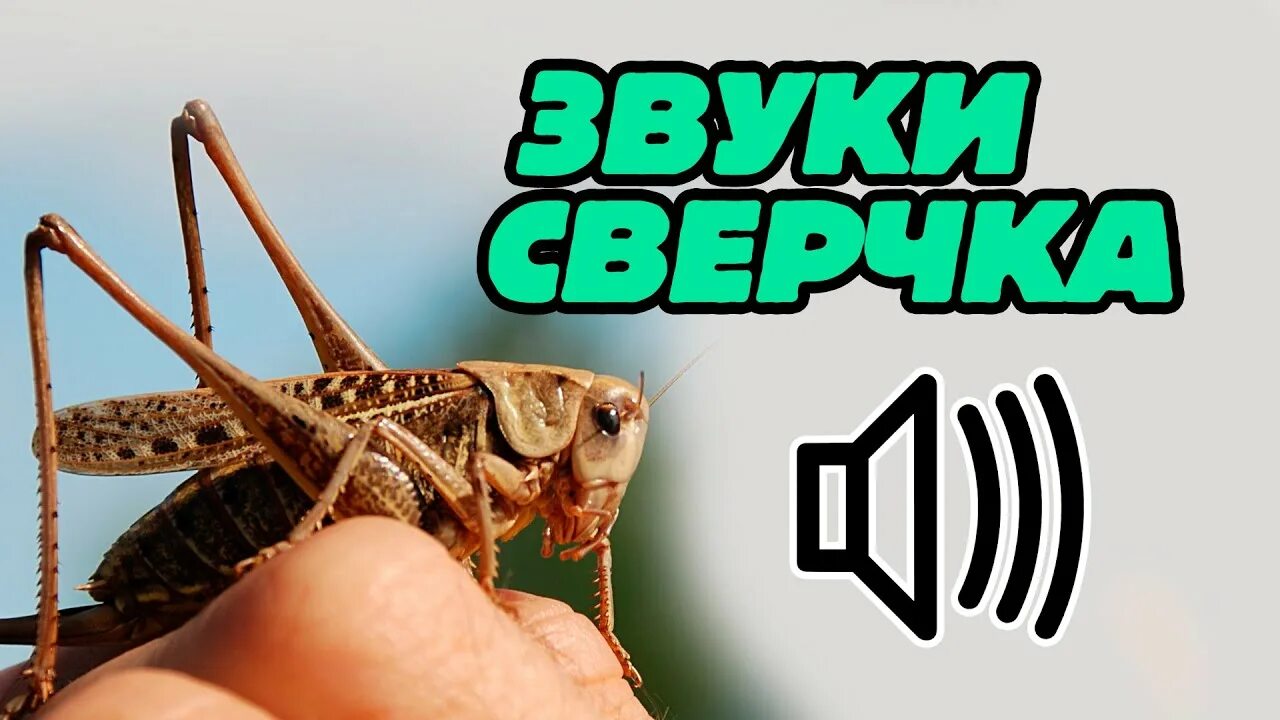 Сверчки звук для монтажа. Звук сверчков. Сверчок который издаёт звуки. Сверчок Мем. Сверчок фото звук.