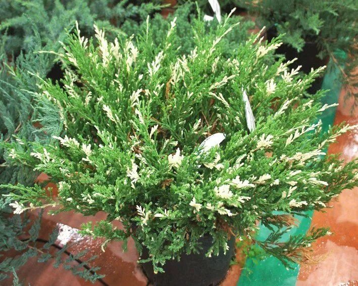 Можжевельник горизонтальный andorra variegata. Можжевельник с желтыми кончиками. Можжевельник казацкий variegata. Можжевельник andorra variegata. Можжевельник andorra variegata.