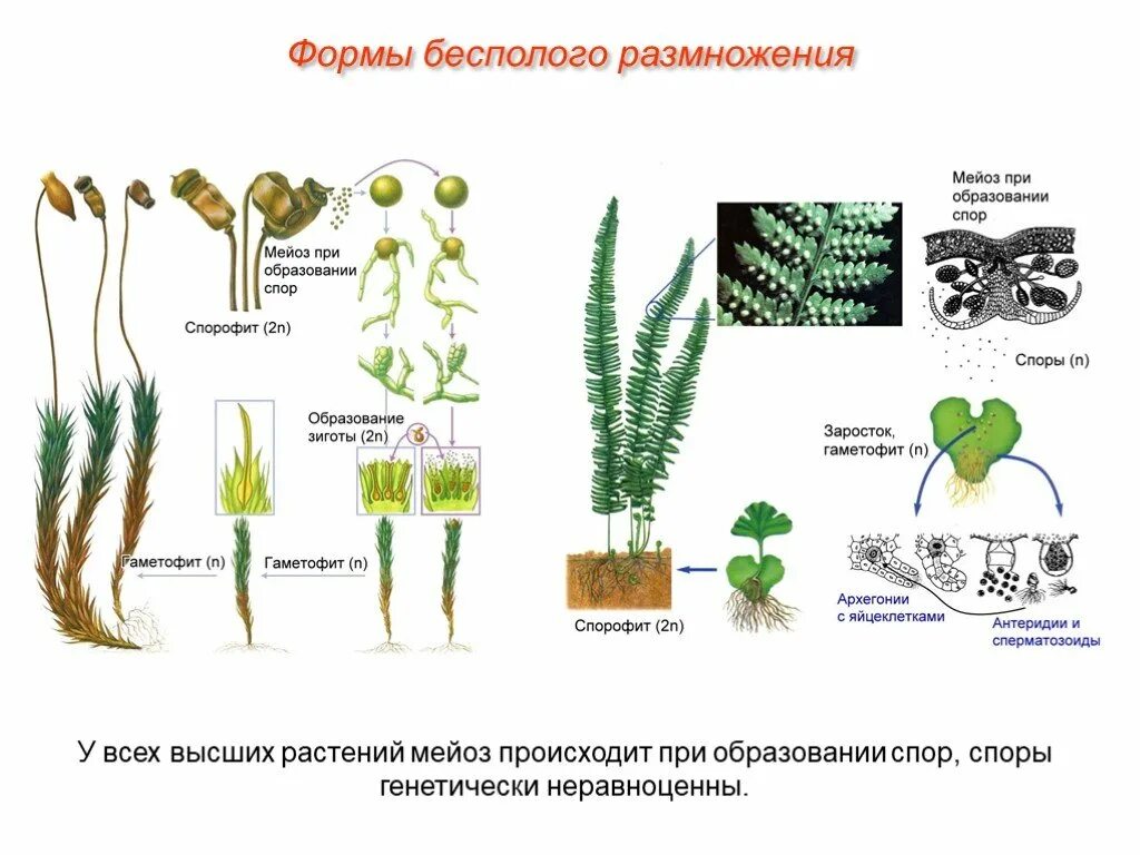 Какая стадия растения обеспечивает его бесполое размножение. Бесполое размножение высших растений. Бесполое размножение растений споры. Вегетативное размножение растений спорами. Размножение растений бесполое размножение.