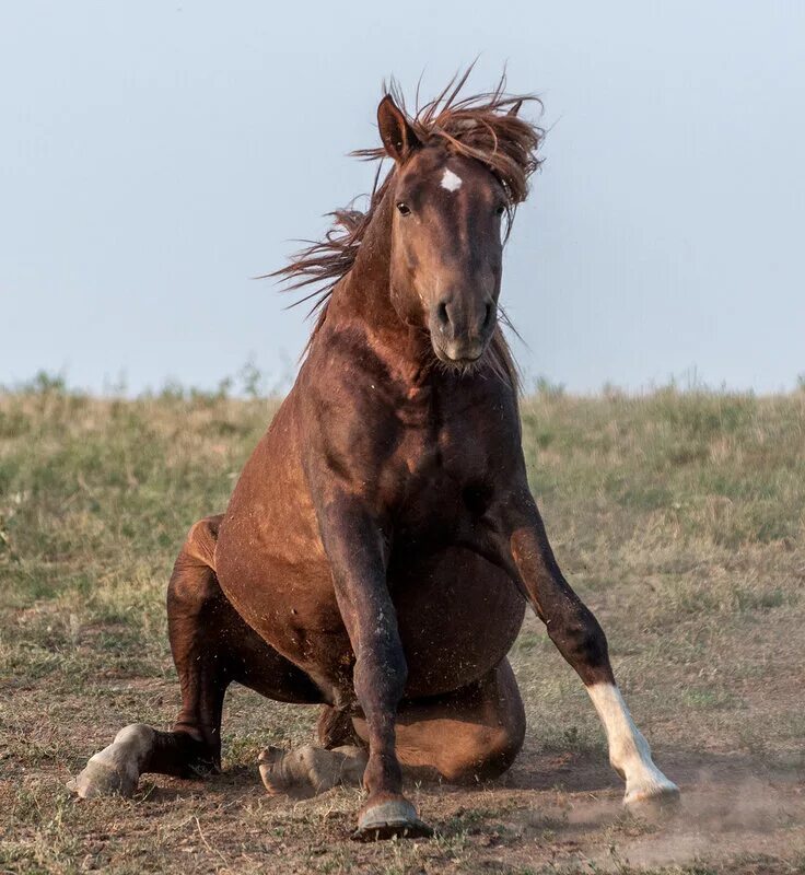 старенькая лошадь. лошадь кляча. конь олд билли. дряхлая лошадь. кони старые хорошие.