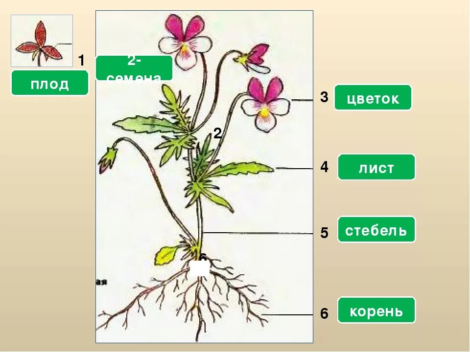 Строение растения. Название частей растения. Части растения схема. Части комнатного растения.