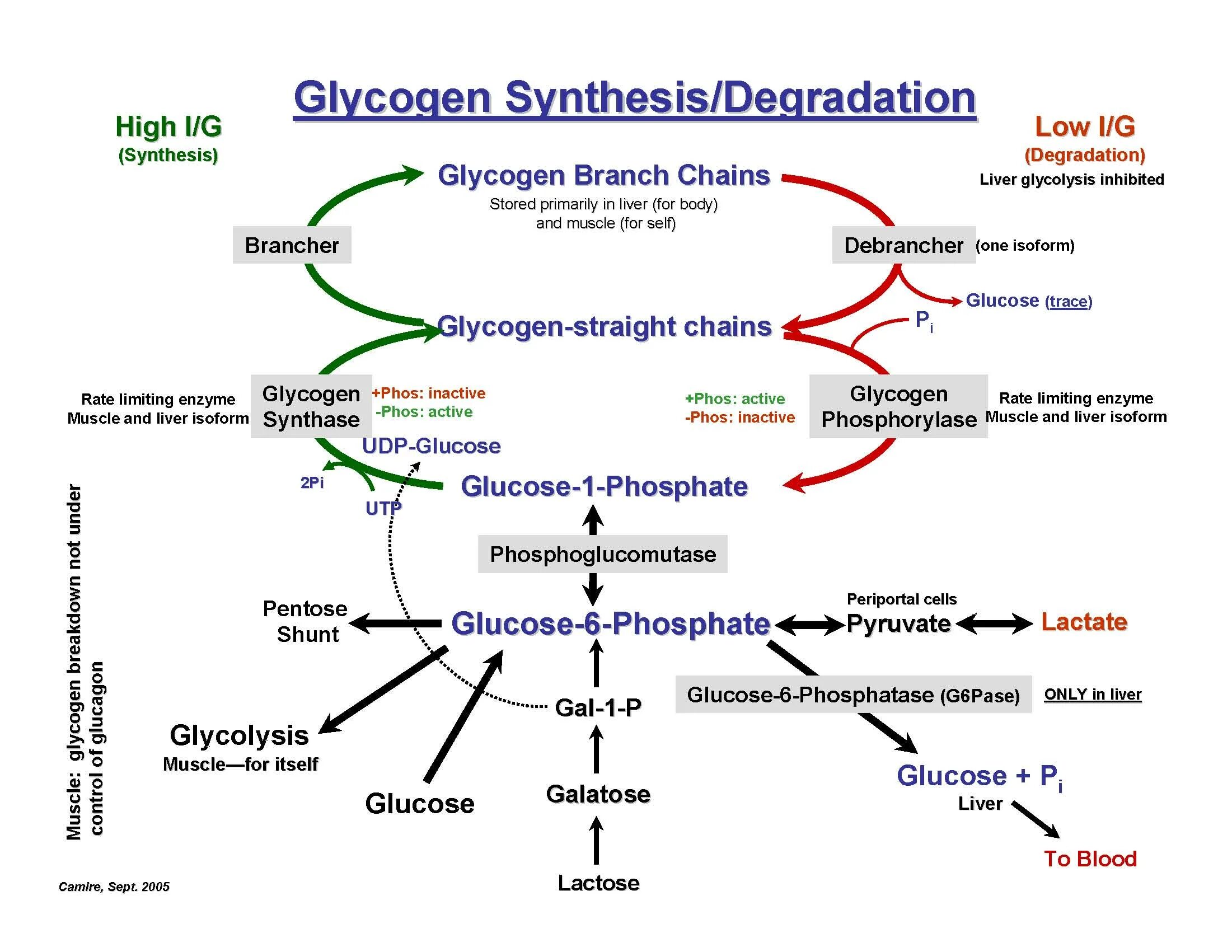 Ribosomal rna genes строение. Сигналы терминации. Central dogma of molecular biology. Heme biosynthesis. Protein synthesis.