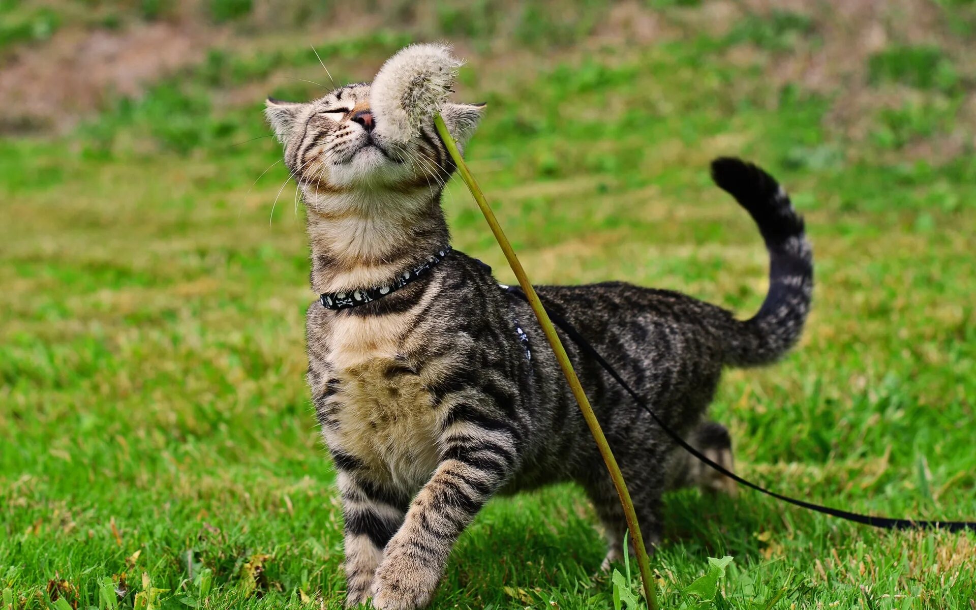 Прогулка кошки