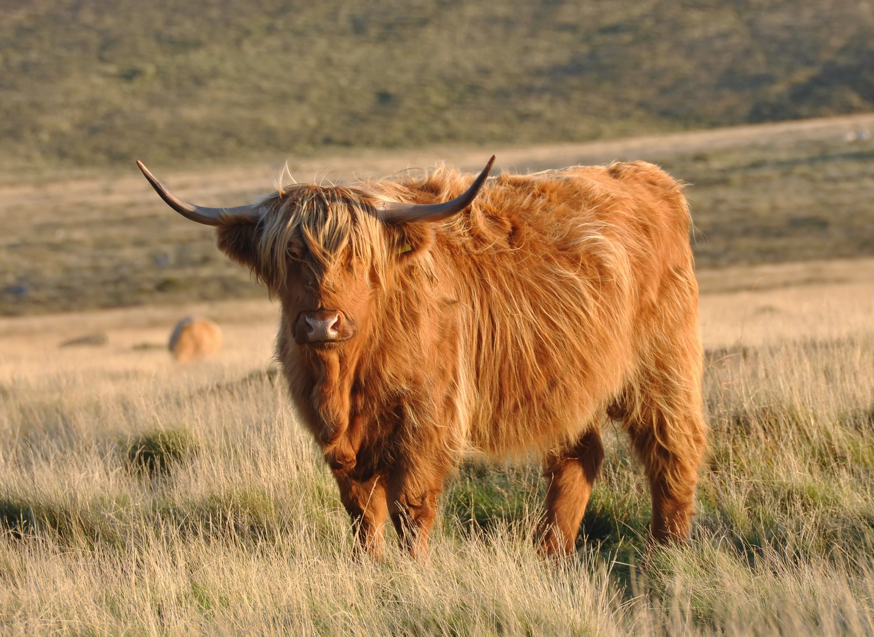 Зверь с длинной шерстью. Шотландский бык хайленд. Корова хайленд (Highland Cattle). Шотландская Высокогорная корова - хайленд. Highland Cattle Шотландская корова.