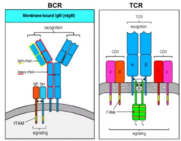 T cell receptor