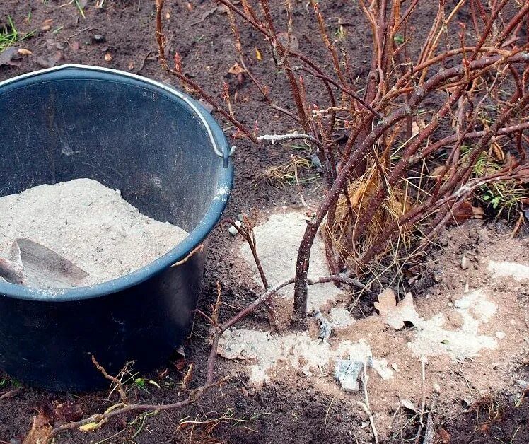 Зола удобрение. Древесная зола для почвы. Огород удобрение пепел. Подкормка древесной золой. Зола как удобрение для каких растений