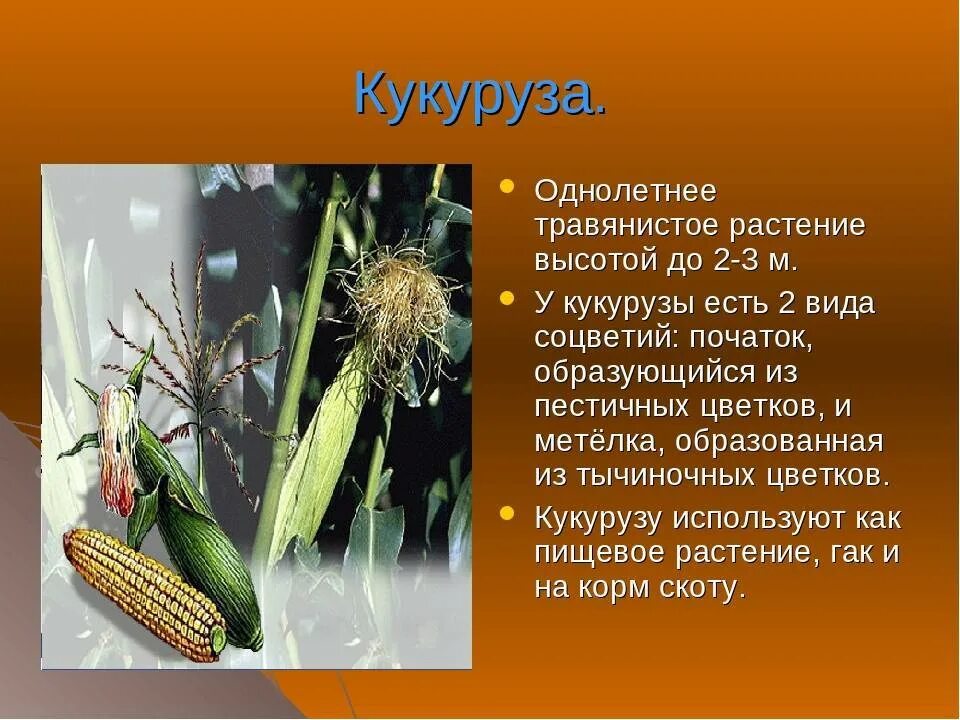 Кукуруза культурное растение. Презентация на тему кукуруза. Сообщение о культурном растении. Описание культурного растения. Сообщение на тему культурные сельскохозяйственные растения