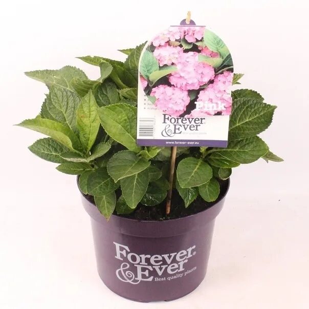 Hydrangea macrophylla Forever & ever Pink. Forever and ever Pink/Форевер энд ЭВА Пинк. Ever blue