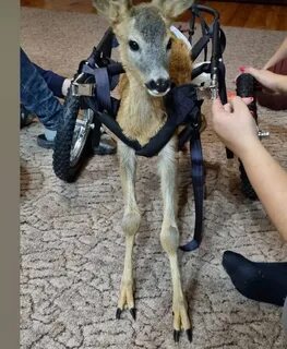 Дикое существо без ног фото