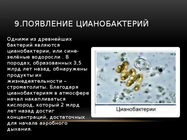 Происхождение бактерий. Появление цианобактерий. Продукты жизнедеятельности цианобактерий. Цианобактерии происхождение. Строение клетки цианобактерий.