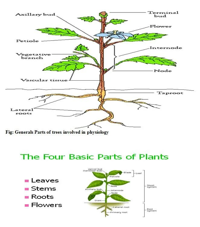 Plant physiology. Физиология растений. Анатомия и физиология растений. Plant Physiology Water. Physiology of Plants the best book.