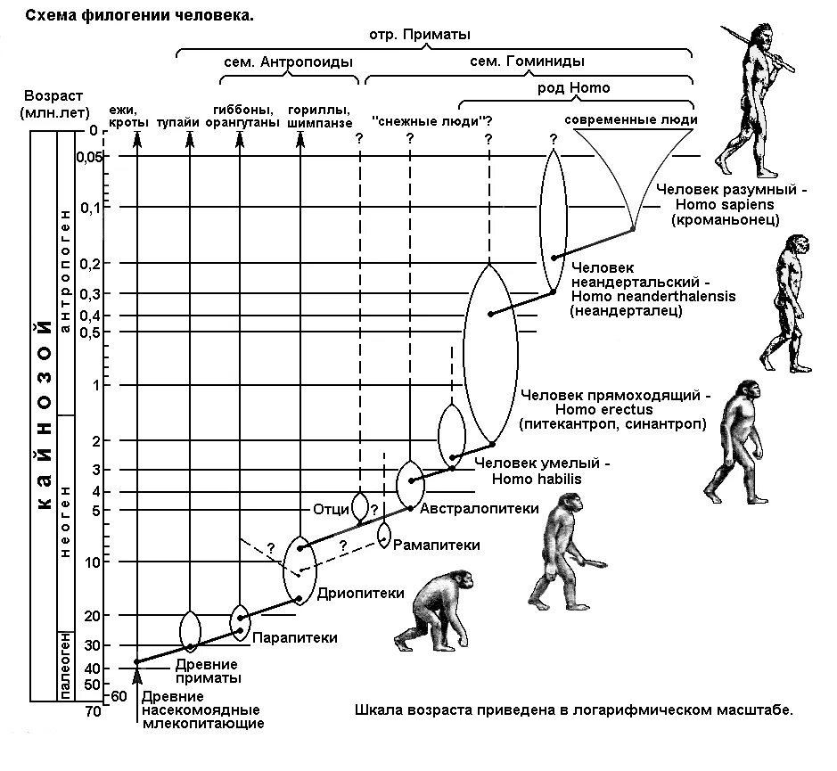 Таблица появления человека. Ступени развития человека Антропогенез. Этапы происхождения человека схема. Схема антропогенеза человека этапы развития. Этапы развития человека схема.