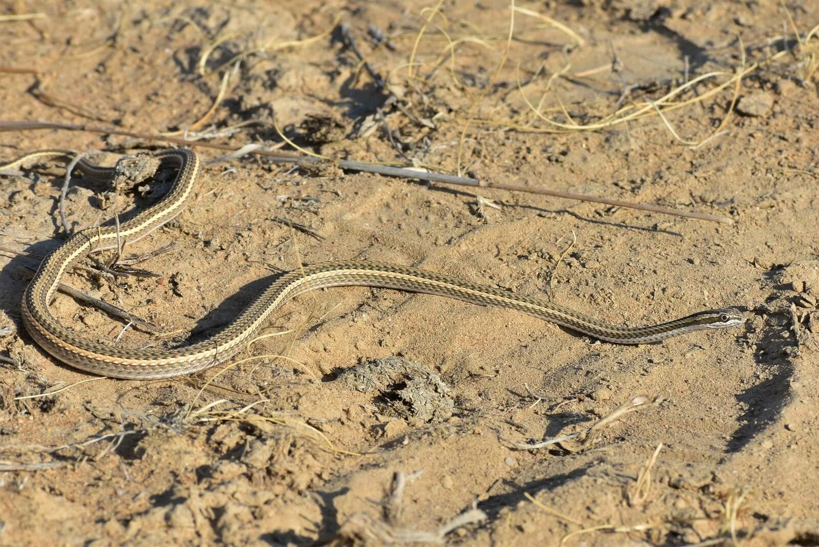 Змея стрела. Psammophis lineolatus. Змея стрела Кавказская. Змея стрела в Казахстане. Змея стрелка Туркменистана.