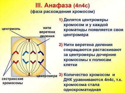 Метафаза 2 деление мейоза