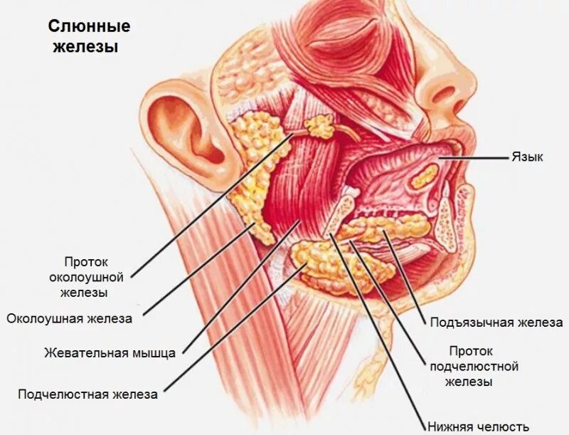 Околоушная слюна. Слюнные железы расположение анатомия. Слюнные железы схема расположения. Крупные слюнные железы анатомия. Малые слюнные железы анатомия строение.