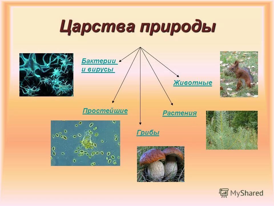 Царство бактерии царство грибы вирусы