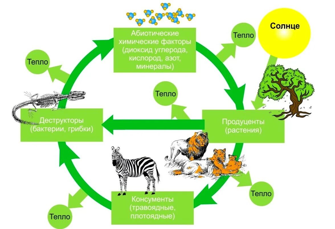 Круговорот веществ и энергии в биосфере схема. Схема биологического круговорота веществ и превращения энергии. Схема биологического круговорота веществ. Биологический круговорот веществ в биосфере схема. Круговорот веществ в биосфере схема