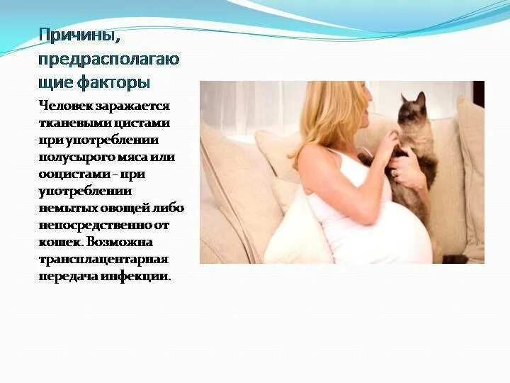 Токсоплазмоз переносчики. Токсоплазмоз жизненный цикл развития токсоплазмы. Заболевания которые передаются от кошек к человеку. Инфекции передающиеся от кошек человеку. Инфекции передающиеся от кошек человеку.