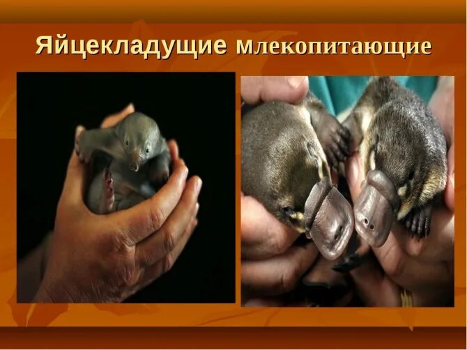 Почему яйцекладущие и сумчатые сохранились в основном. Утконос яйцекладущее. яйцекладущие млекопитающие. утконос и ехидна яйцекладущие млекопитающие. класс млекопитающие яйцекладущие.