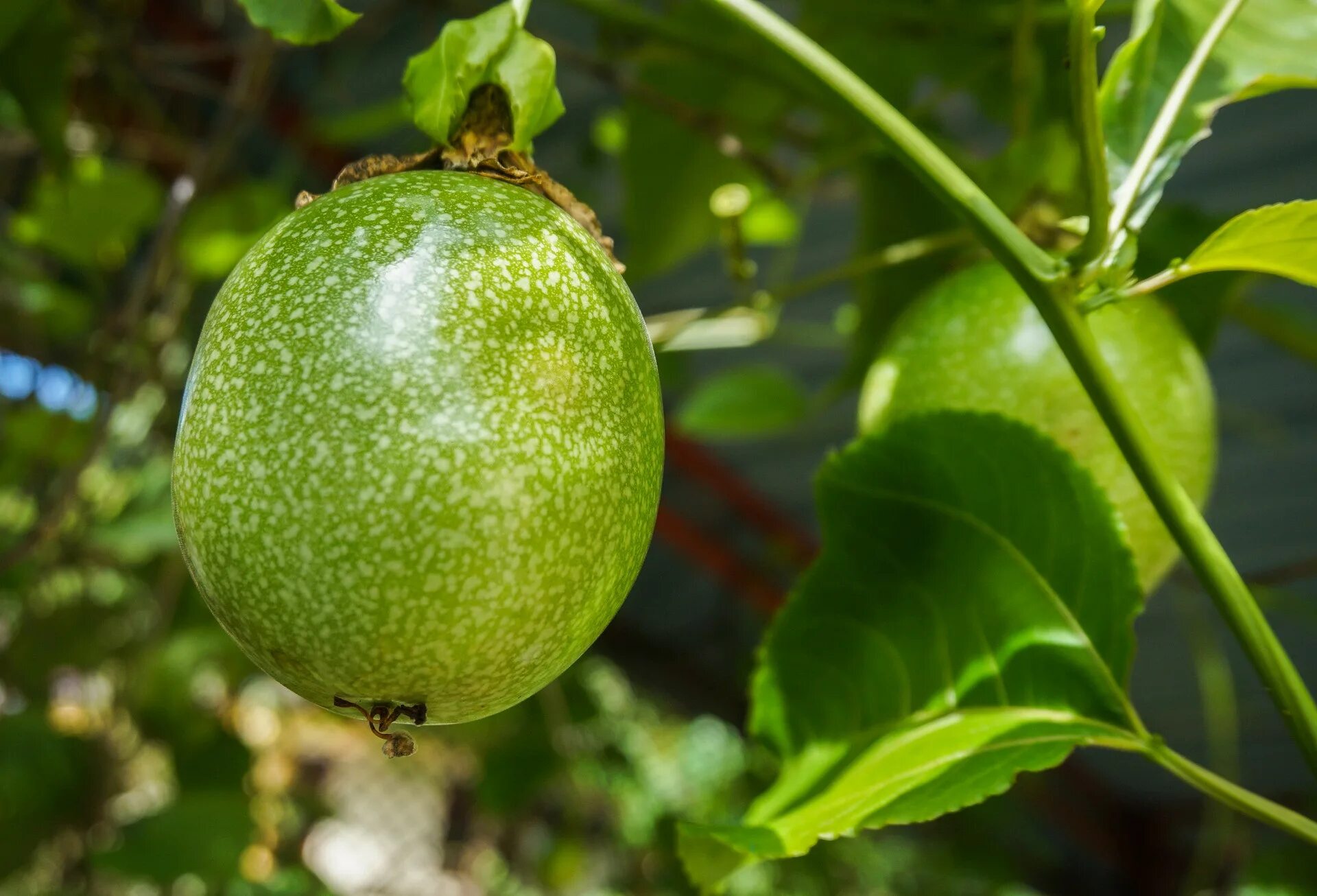 Passion fruit это. Маракуйя. Маракуйя (фрукт). Маракуйя дерево. Пассион фрукт.