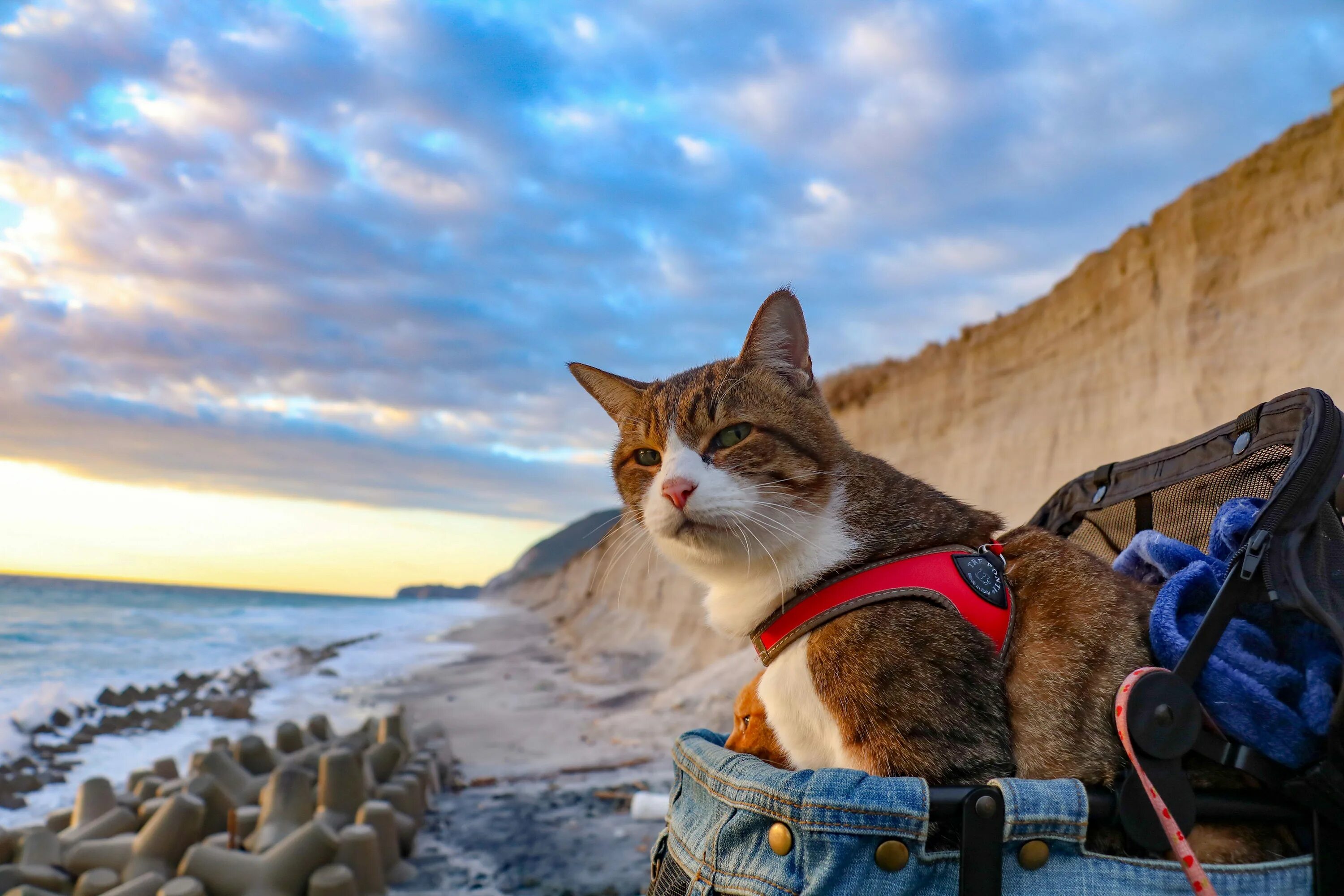 Коты путешественники. Кот путешественник. Кот турист. Путешествие с кошкой. Что путешествует по свету оставаясь в углу