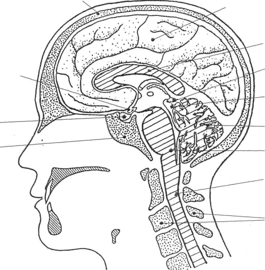 Мозг затылок. Сагиттальный срез головы анатомия. Гипофиз Сагиттальный разрез. Анатомия черепа Сагиттальный срез. Сагиттальный распил головы анатомия.