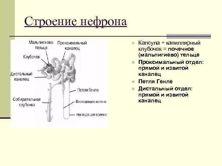 Отделы нефрона петля Генле\. Строение почки петля Генле. Строение нефрона мальпигиево тельце. Строение нефрона.