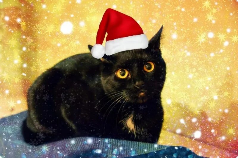 новогодний черный кот. рождественский кот. темные новогодние аватарки. новогодний котик. новогодняя кошачья мордочка.