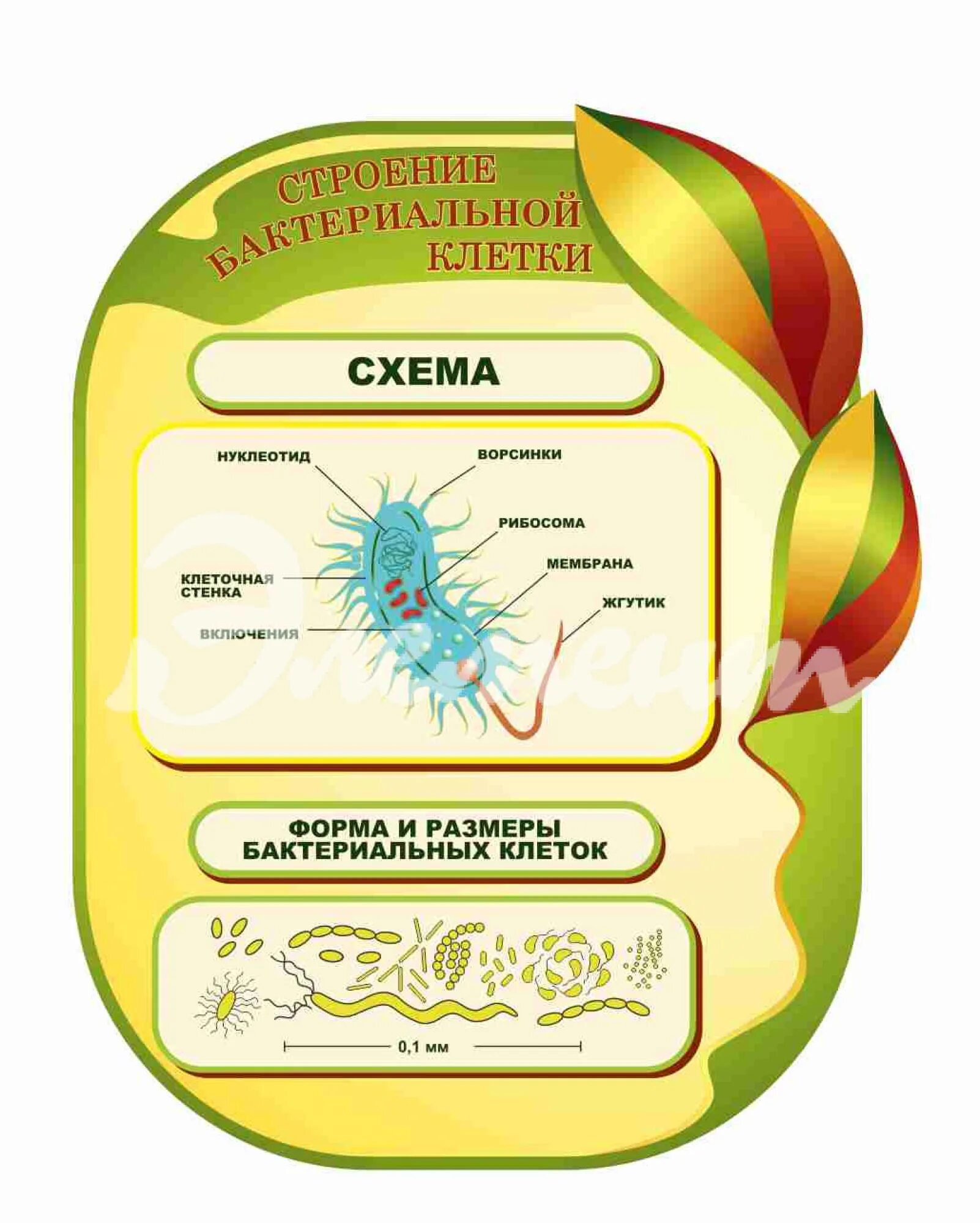 Оформление класса биологии. Стенды для кабинета биологии. Плакаты для кабинета биологии. Баннер в кабинет биологии. Стенды для кабинета биологии в школе.