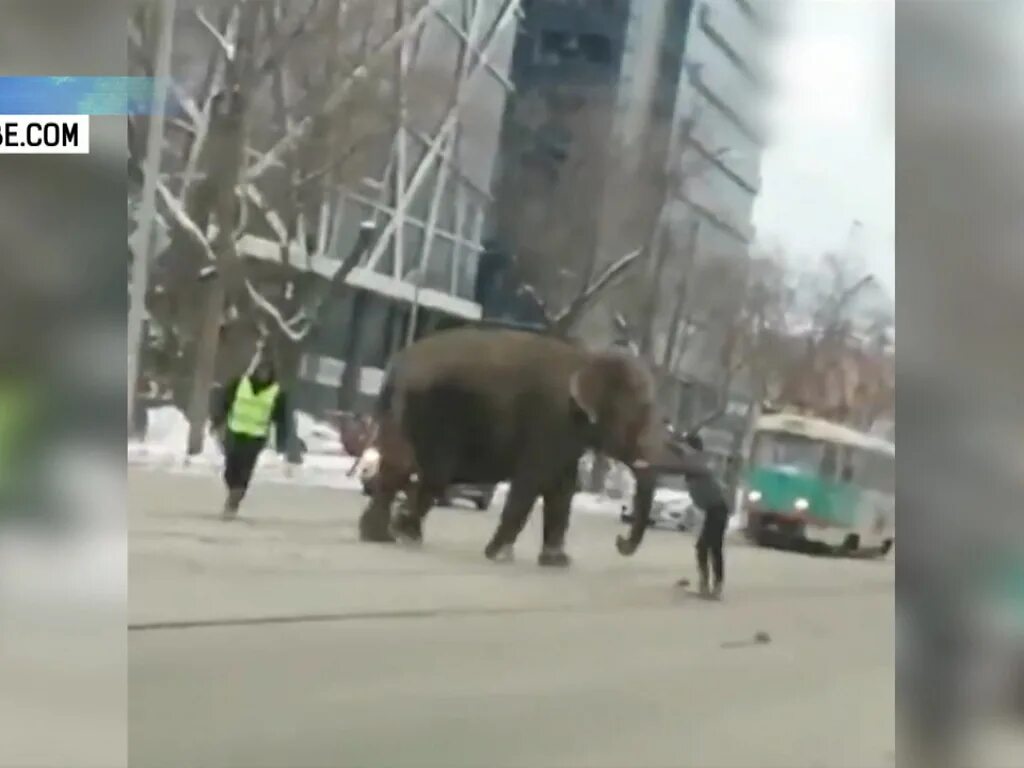 Слоны сбежали из цирка Екатеринбург. В Екатеринбурге сбежал слон. Слон разгуливает в Екатеринбурге. В екатеринбурге сбежал