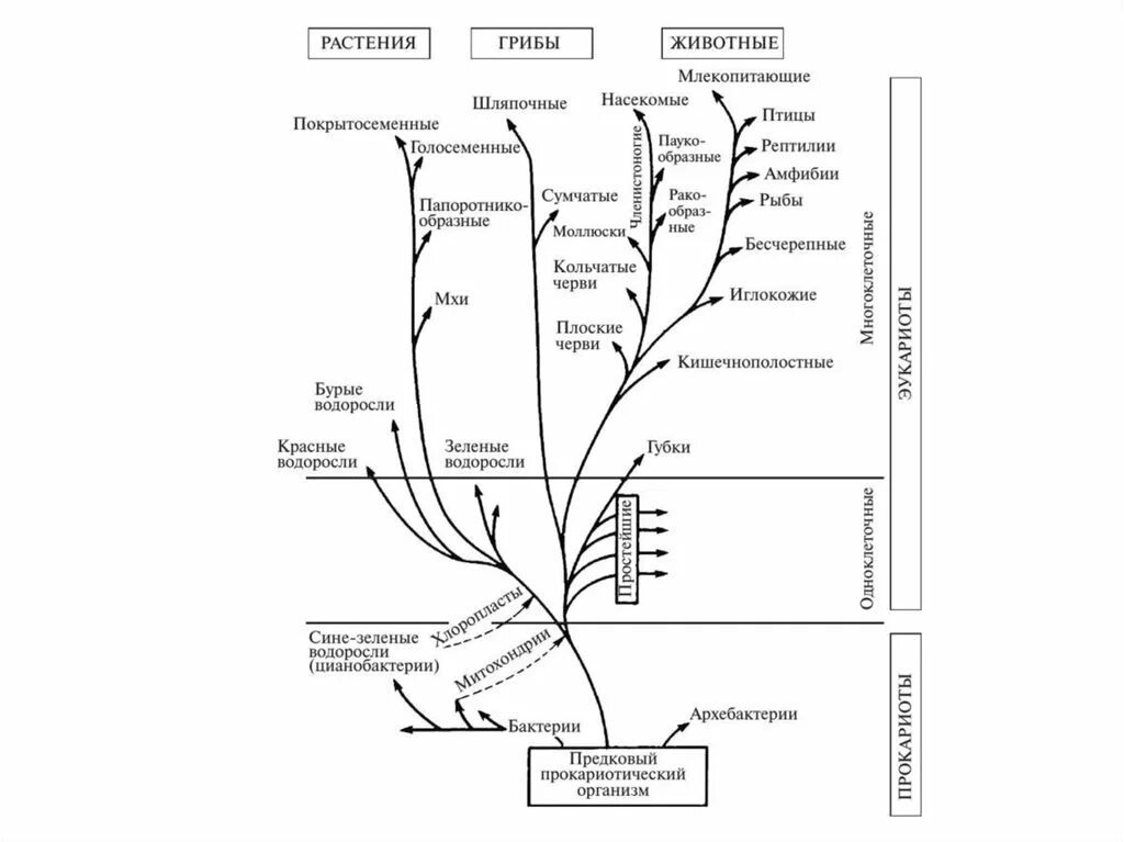 Филогенез организмов. Эволюционное Древо жизни биология. Схема эволюции организмов. Филогенетическое Древо растений.