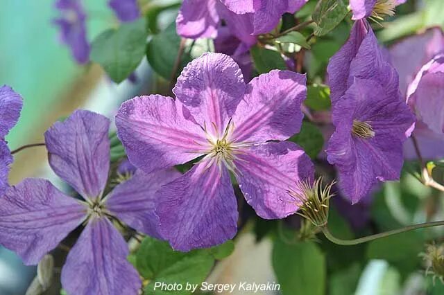 Многолетники (perennial)